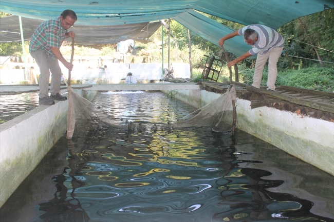 Baraj ve kaynak suyunda yılda 150 ton balık üretiyor